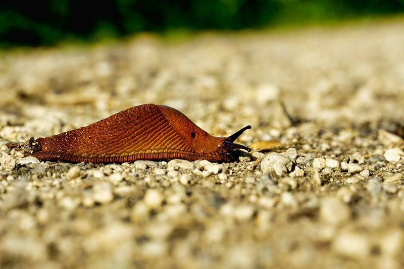 Snails in the garden